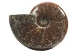 Polished Fossil Ammonite (Cleoniceras) - Madagascar #234617-1